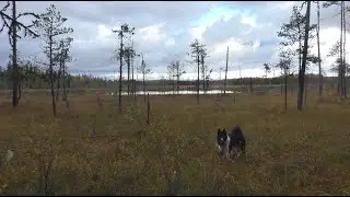 В ТАЁЖНУЮ Избу на ОХОТУ (1часть).Жирный рябчик