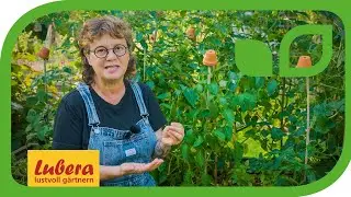 Paprika ausgeizen: Wichtige Infos und viel Praxis zum Thema Chili- und Paprikapflanzen ausgeizen