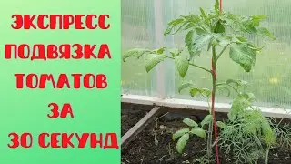 Как подвязать томаты быстро