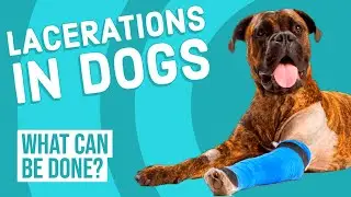 Lacerations in Dogs