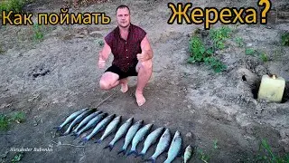 КАК ПОЙМАТЬ ЖЕРЕХА? Всё как по учебнику...