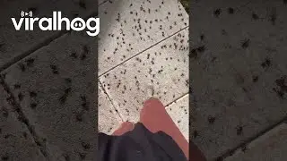 Local Hospital Covered by Crickets || ViralHog