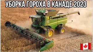 УБОРКА ГОРОХА В КАНАДЕ 2023. Часть 1.