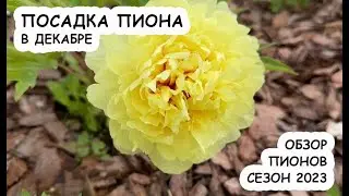 #пионы Посадка пиона в декабре - снова! Обзор пионов в саду, сезон 2023