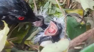 Greater coucal birds Feed the baby in the nest ( EP16) Beautiful baby birds