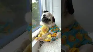 Loulou and her emotional support blanket Ducky 🥹🐥🩵 #pug #dog #shorts