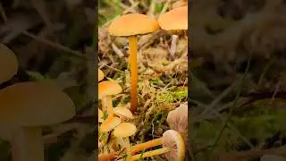 Ложноопенок длинноногий (Hypholoma elongatum) short #shorts