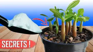 3 GARDENING SECRETS TO GROWING ADENIUM FROM SEEDS || HOW TO GROW ADENIUM?