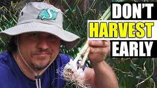 Dont Harvest Garlic Early! - Garden Garden Quickie Ep154