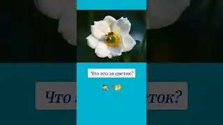 Как называется этот цветок? 🤔 