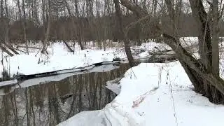 Пять стволов, дятел и бобер. Путешествие по насту вдоль лесной речушки к бобровым плотинам.