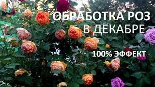 САМАЯ ВАЖНАЯ ОБРАБОТКА РОЗ и забудьте про другие обработки . 100% Здоровье роз и железный купорос.