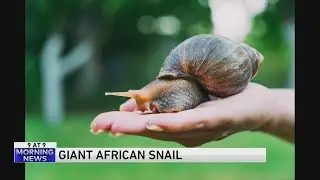 Giant African snail