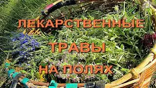 Лекарственные  травы на полях. Phytotherapy