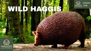 The World of Wild Scottish Haggis Animals Scotland’s - Natural Cleaner Of The Ecosystem