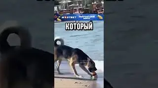 🤣ЭТОТ ПЁС УДИВИЛ ТУРИСТОВ!