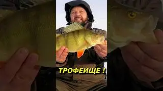 Трофеище !!! #безмотылка #безнасадка #чёртик