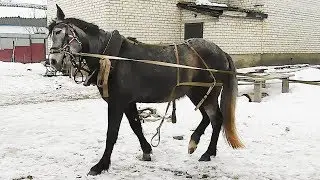 Как запрячь лошадь. Захомутали!!!Учим молодую лошадь не бояться сбруи.Расчистка копыт.