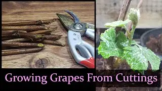 How To Grow Grapes From Hardwood Cuttings