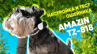 НОВИНКА 2022! Обзор электроошейника AMAZIN TZ818 для дрессировки собак