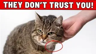 7 Easy-to-Miss Things Cats Do When They Don't Trust You