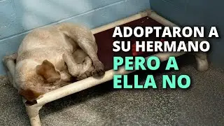 Esta perrita no pudo aguantar quedar totalmente sola