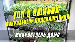 ТОП 5 ошибок при выращивании микрозелени. Курс по выращиванию микрозелени подсолнечника от А до Я