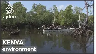 Kenya strives to save disappearing mangrove swamps