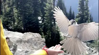 🐦 Amazing Canada Gray Jay at Whistler Blackcomb Mountain 🏔