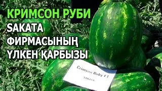 КРИМСОН РУБИ F1 - САКАТА ФИРМАСЫНЫҢ ҮЛКЕН ҚАРБЫЗЫ (14-06-2019)