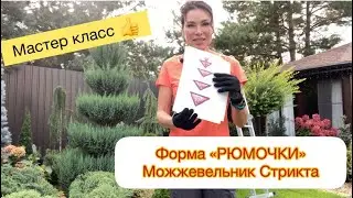 МАСТЕР КЛАСС 👍 Можжевельник Стрикта. Ссылки на мои каналы в описание 👇