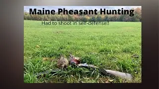 Maine 2021 Opening Day Pheasant Hunt with English Setter (Awesome Pointer Footage)