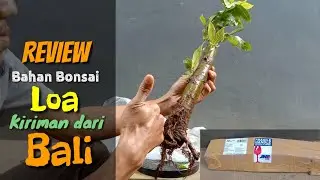 Loa bonsai review sent from Bali