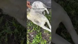 Просто ролик с собакой