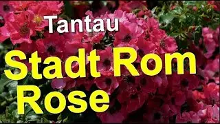 Stadt Rom Rose Tantau