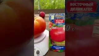 Лучший Томат. Это надо видеть!! И купить!! #томаты #помидоры #дача