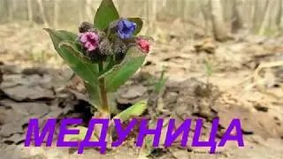 Польза и применение медуницы. Lungwort.