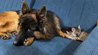 Kittens Cant Sleep Without Their Giant German Shepherd