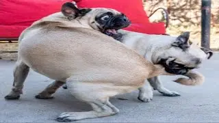 Made your day with these funny and cute Pug Puppy Videos Compilation