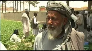 Project weans Afghan farmers off poppy growing 02.06.11