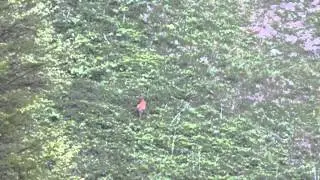 Roe deers calmly eat in a lee during sirocco wind