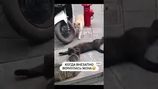 Всем хорошего настроения 🤣😅#shortvideo#смешноевидео#смех#кошки#шортсы#топчик#позетив