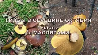 Грибы в середине октября. 1 часть - За маслятами.