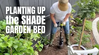 FINALLY Planting Up the Shade Garden Bed 😅🙌🏼🌸 :: Plus a NEW Shade Plant Im Obsessed With!