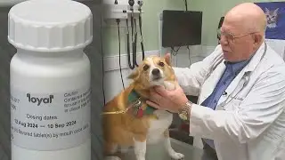 Experimental Drug May Help Dogs Live Longer