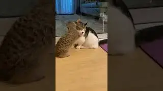 Meerkat and Cat Best Friends Share a Cuddle ❤️