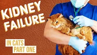 Kidney Failure in Cats | Part One