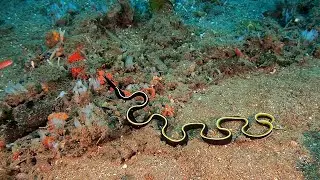 Ribbon Eel Swimming || ViralHog