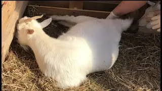 Goat's 1st Birth