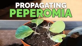 How to Propagate Peperomia: 2 Easy Methods